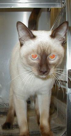 [Jakob chocolate point siamese of 2 years old, adopted from Ottawa Humane Society]