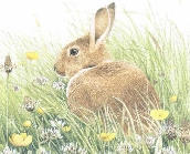 Rabbit in the Meadow