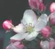 Apple Blossom & Buds