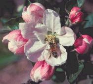 Apple blossom being pollinated by honey bee