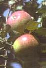 McIntosh apples in my backyard