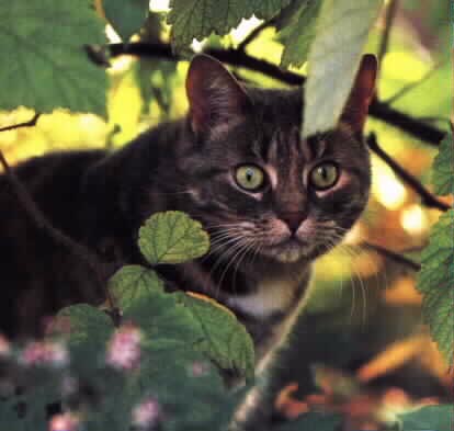 Dusty the Garden Cat