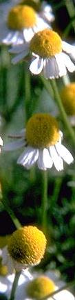 German Chamomile