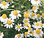 German Chamomile