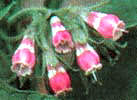 Comfrey flowers