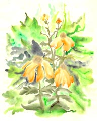 Yellow Coneflower, Watercolor on Rice Paper by Traute Klein, 1995