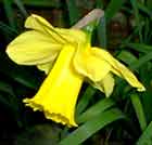 Daffodil, Easter Bell in German