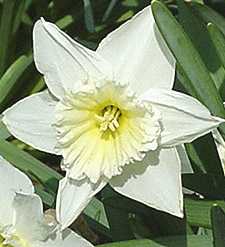 White Daffodil