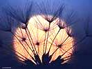 Dandelion Seeds at Night