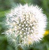 Dandelion Seed