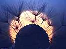 Dandelion Sickle in the Moonlight