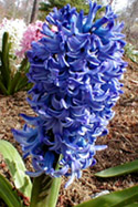 Hyacinth