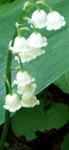 Lily of the Valley