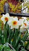 Fragrant Narcissus