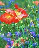 Poppies & Cornflowers (bachelor button), companion plants to grasses & grains