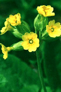 Primula vera, wild primula