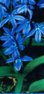 Scilla siberica