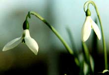 Snowdrops, lifesize