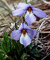 Wild or Dog Violets