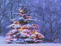 Snow-covered Illuminated Christmas Tree