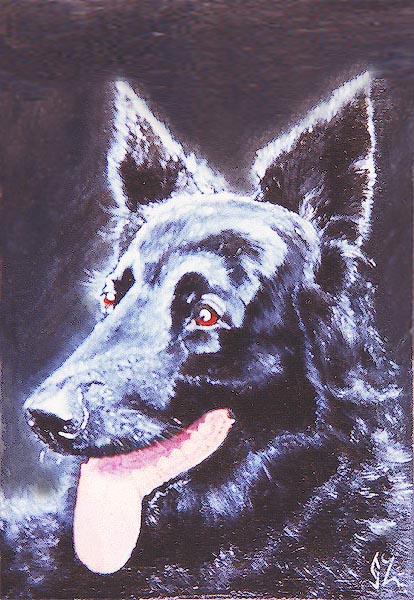 Black Alsatian